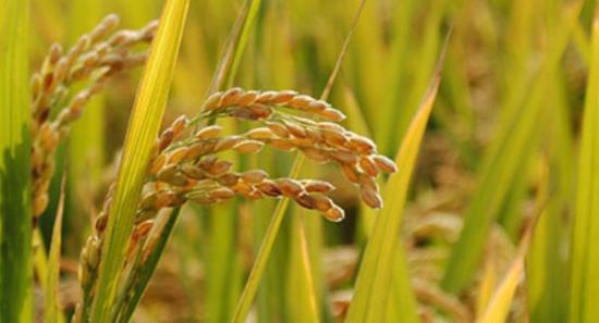 Paddy Purchases Near 20,000 MT in Three Weeks